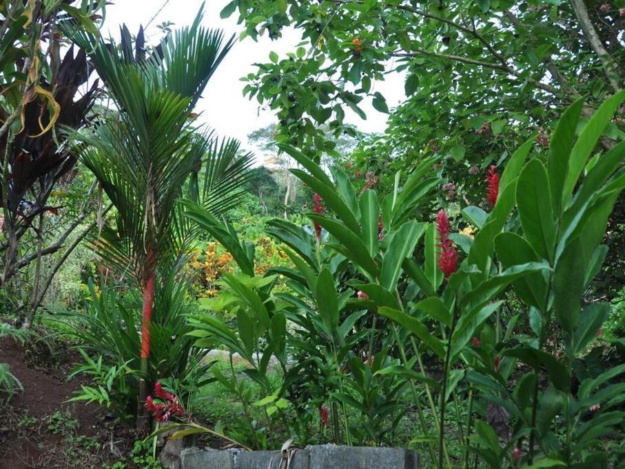 Villa Pension Temaeva Opoa Exterior foto